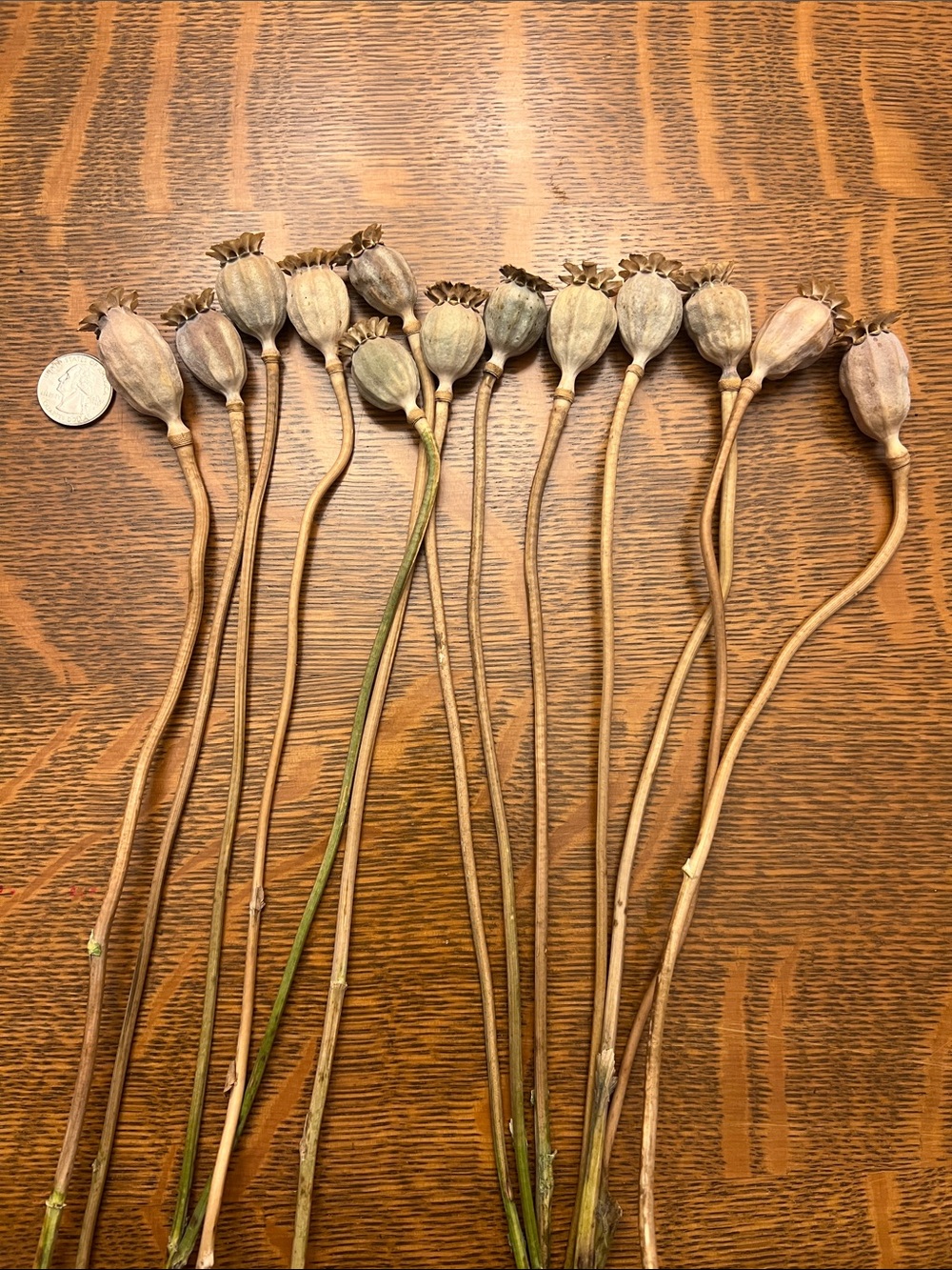 Dried Poppy Pods - 25 pods on approx. 12" stems— Natural Brown Decorative Stems - Picture 2 of 3